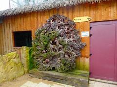 149 BIO PARC DE DOUE LA FONTAINE 2- 2016_000011